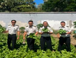 Panen 50 Kg Pakcoy, Lapas Takalar Perkuat Pembinaan dan Ketahanan Pangan