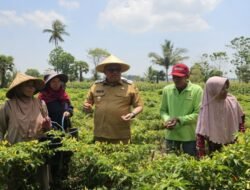 Panen Cabai di Moncongkomba, Daeng Manye Dorong Produktivitas dan Harga Petani Tetap Menguntungkan