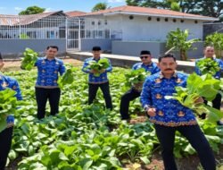 Lapas Takalar Panen 50 Kilogram Sawi, Lahan Binaan Jadi Sumber Pangan dan Nilai Ekonomi