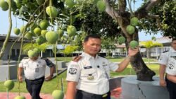 Panen Mangga di Lapas Takalar, Petugas dan Warga Binaan Nikmati Hasil Kebun Bersama