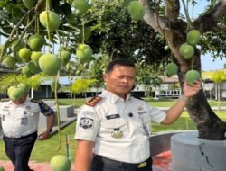 Panen Mangga di Lapas Takalar, Petugas dan Warga Binaan Nikmati Hasil Kebun Bersama